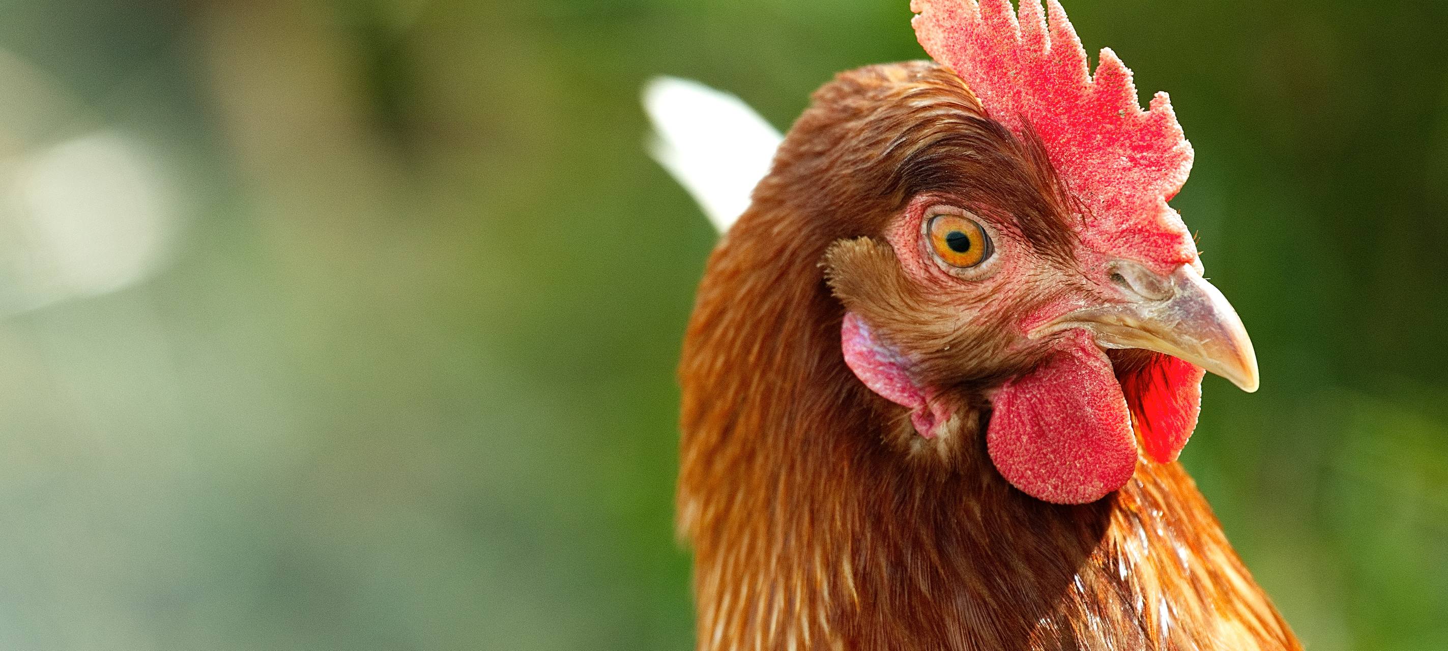 Hammer rettet Hühner vorm Schlachter