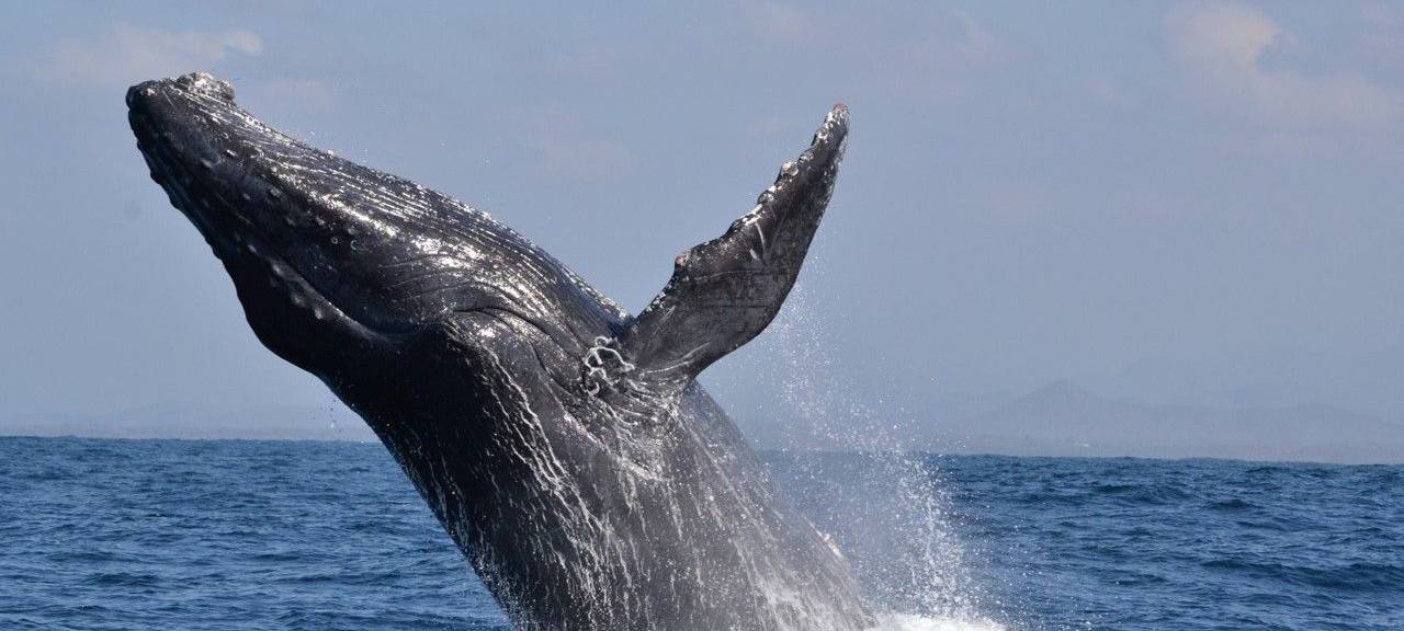 Hammer Auswanderin in Mexiko