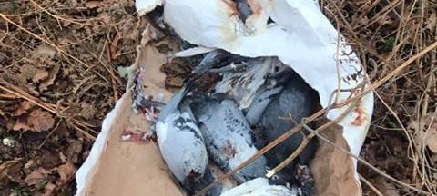 Tauben in Hamm abgeschlachtet