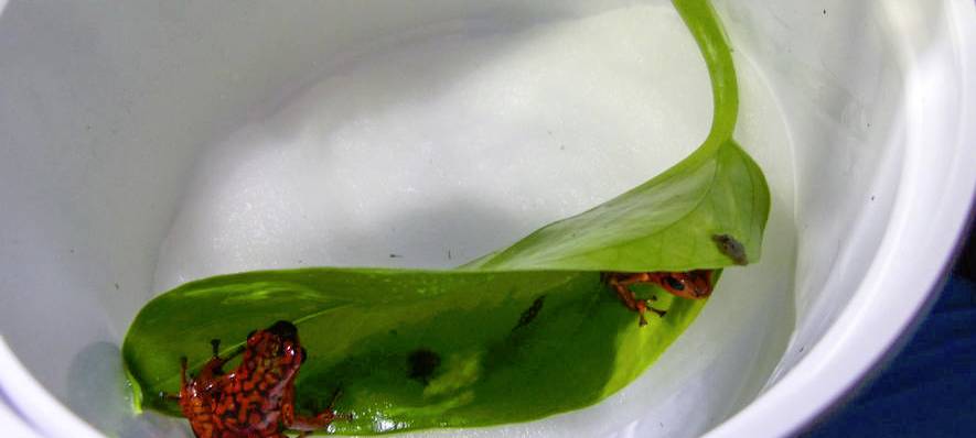 Giftfrösche in Hammer Hotel