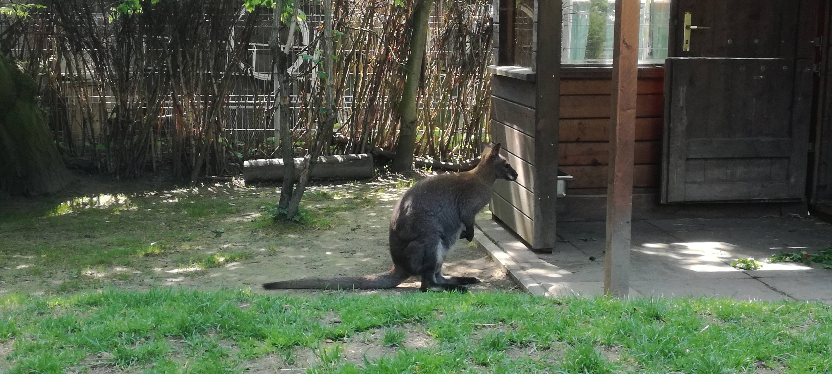 Ein Blick in den Hammer Tierpark