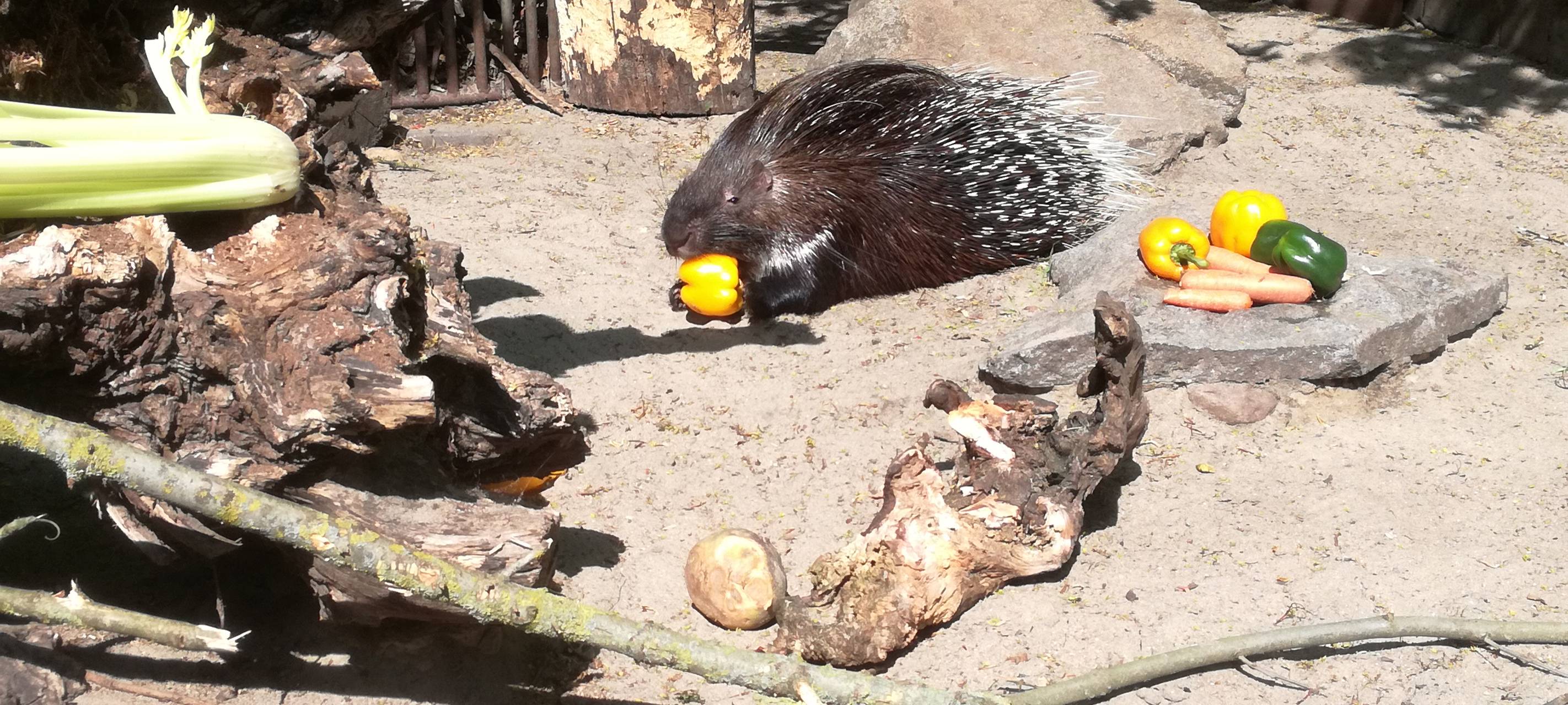 Ein Blick in den Hammer Tierpark