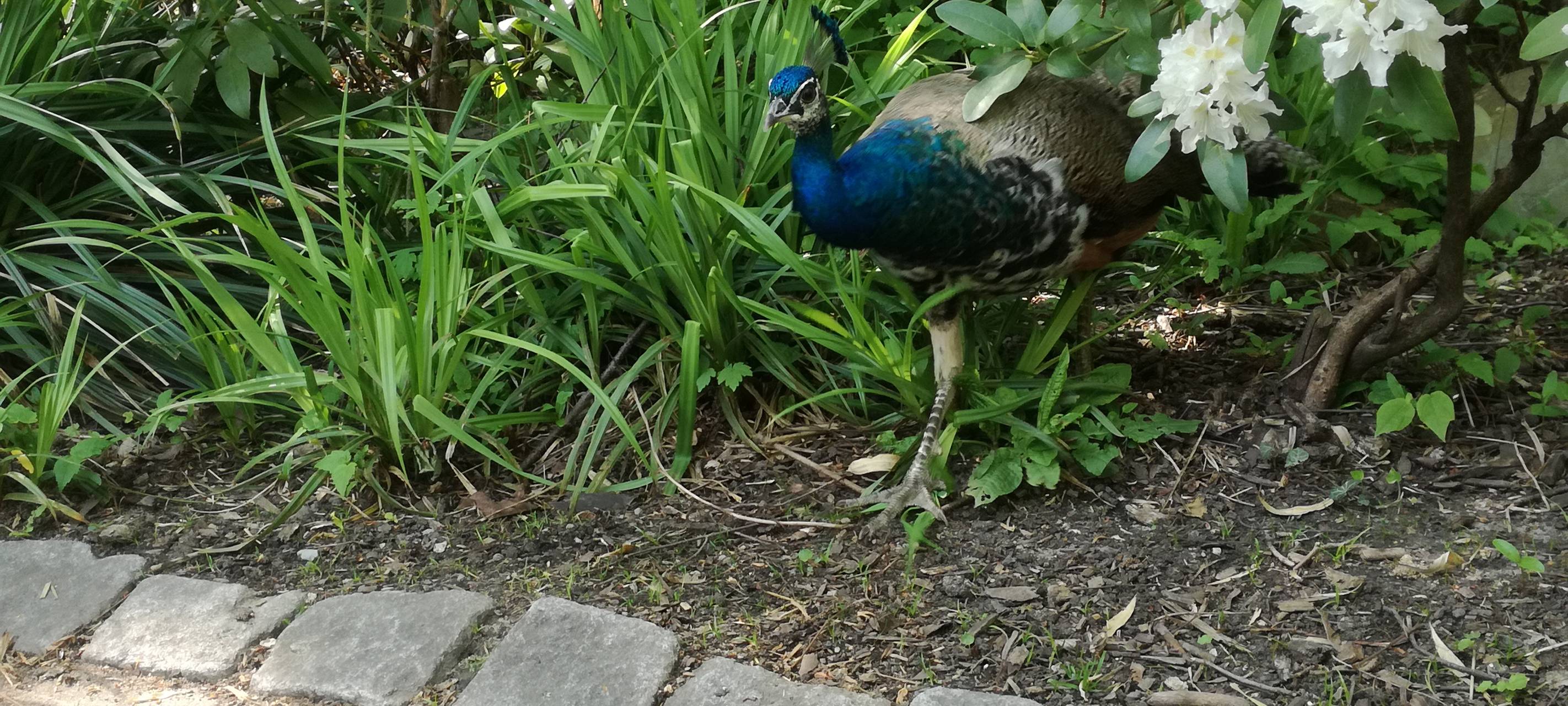 Ein Blick in den Hammer Tierpark