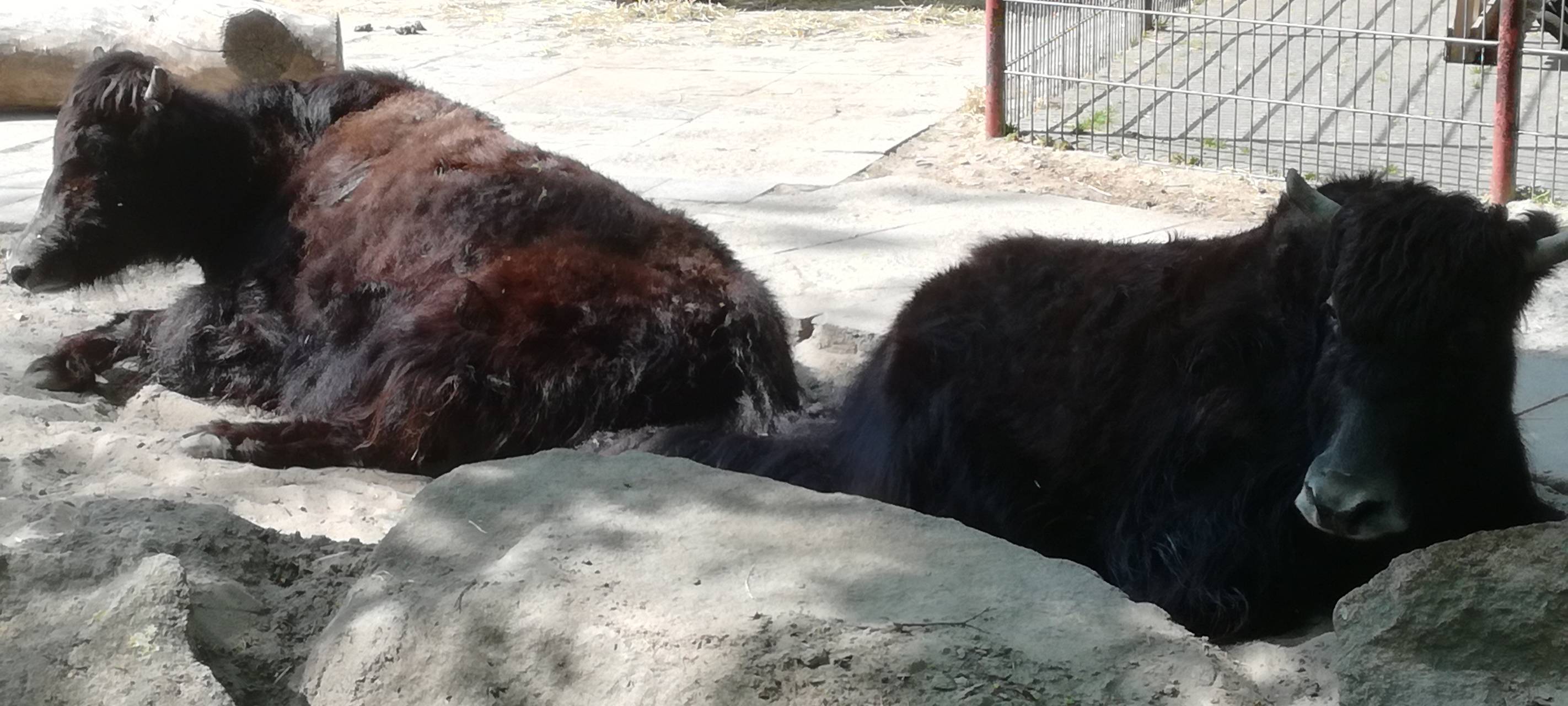 Ein Blick in den Hammer Tierpark