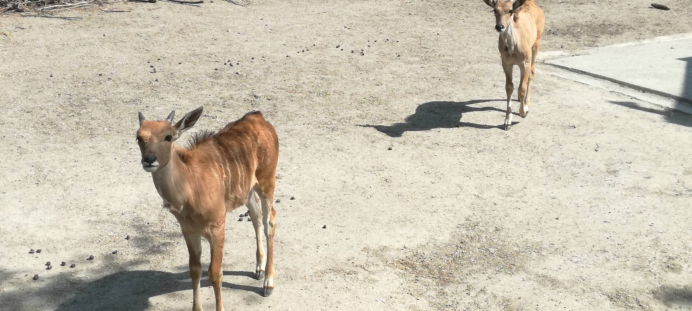 Ein Blick in den Hammer Tierpark
