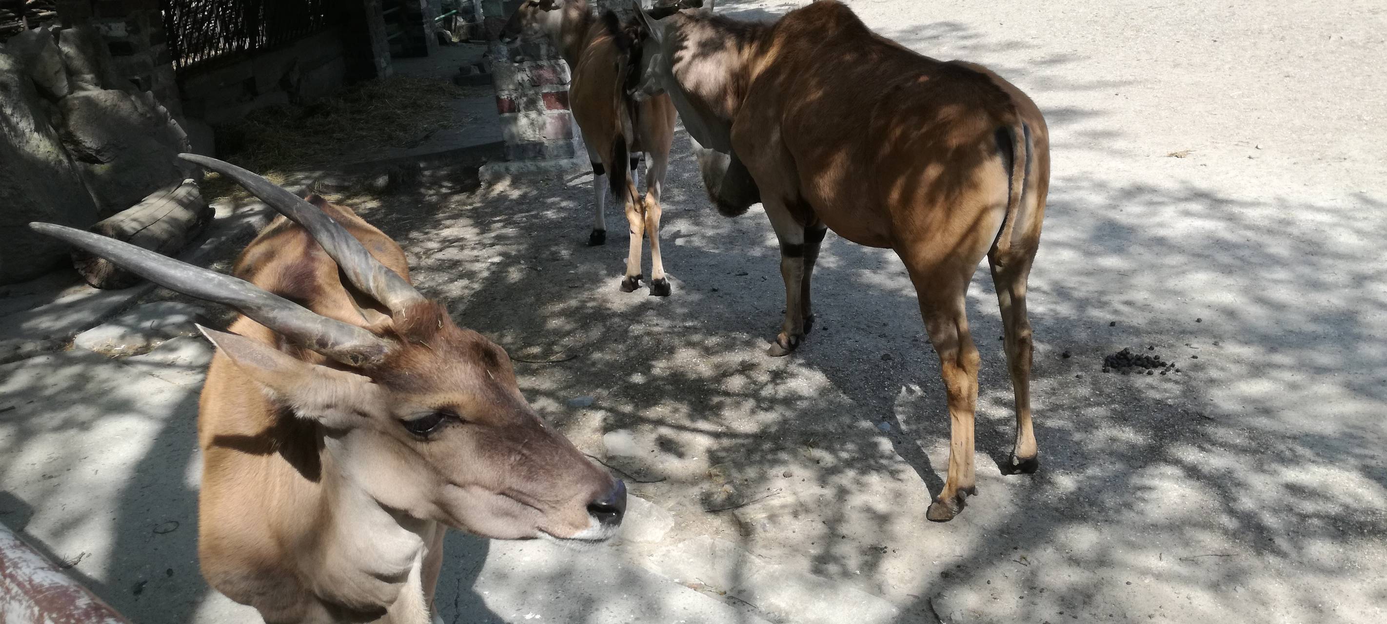 Ein Blick in den Hammer Tierpark