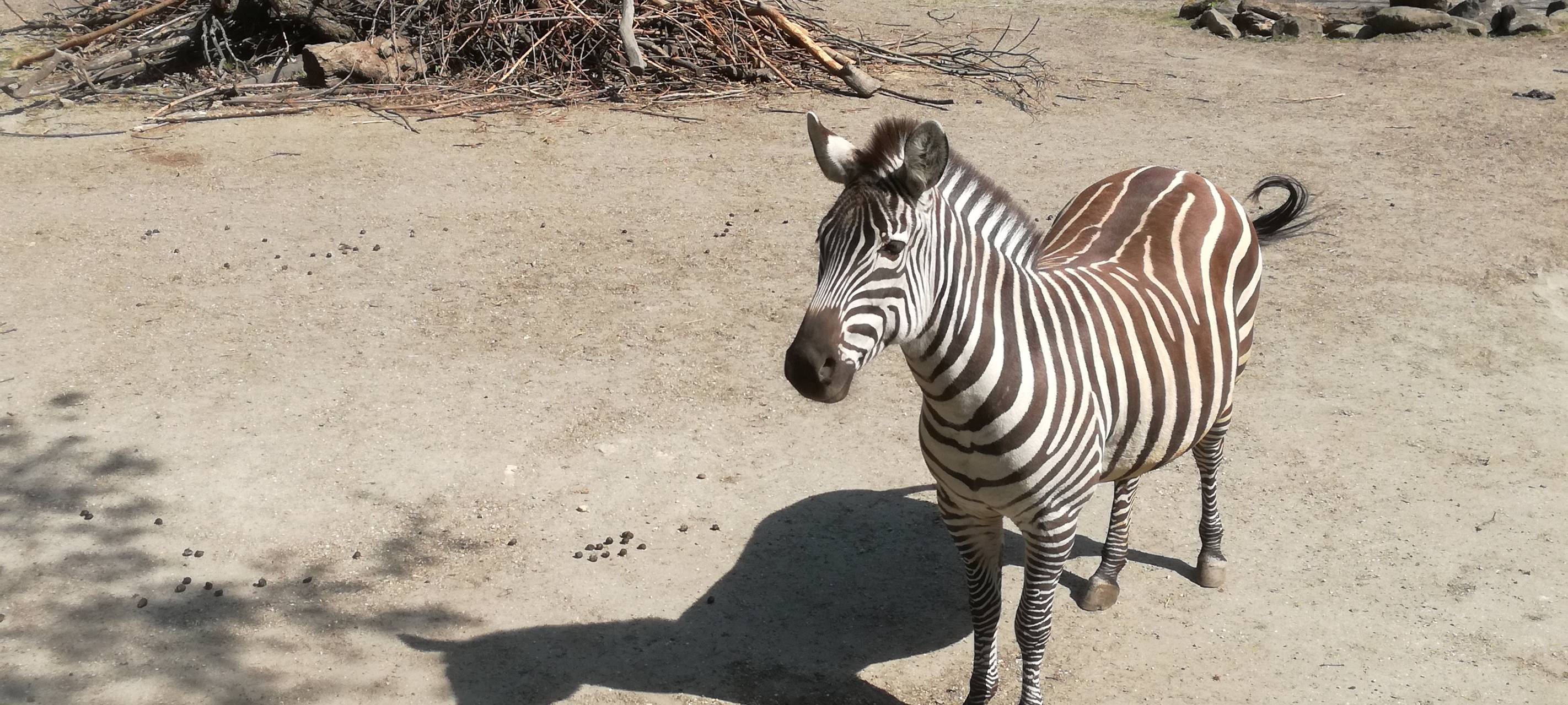 Ein Blick in den Hammer Tierpark