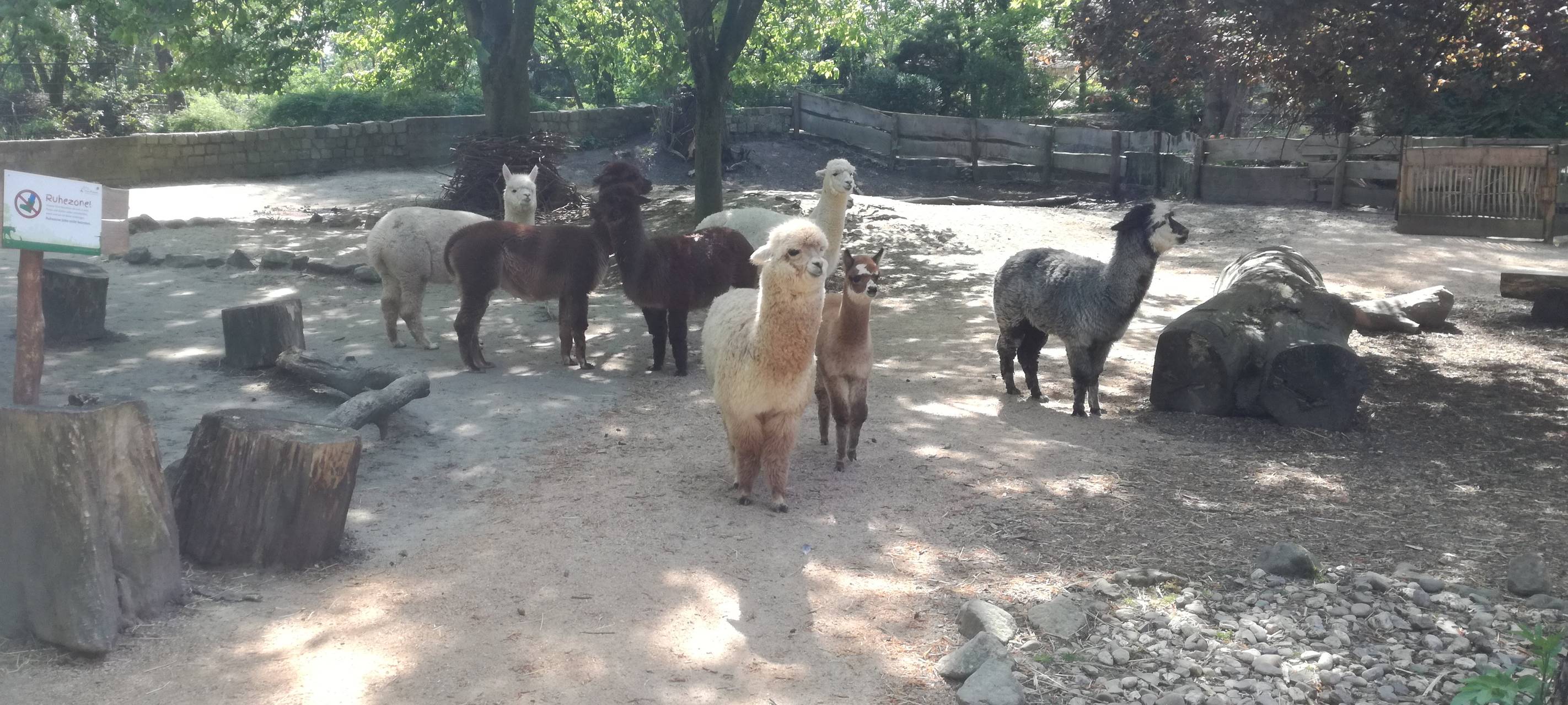 Ein Blick in den Hammer Tierpark