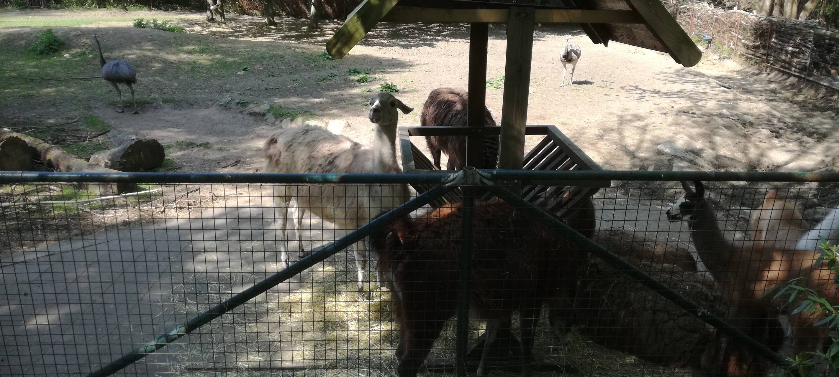 Ein Blick in den Hammer Tierpark