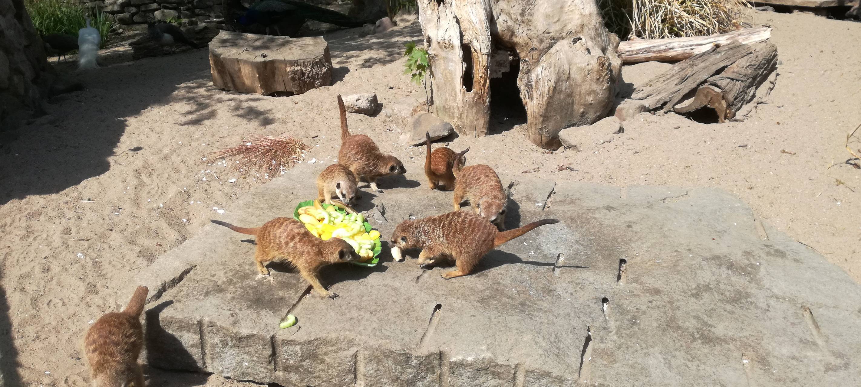 Ein Blick in den Hammer Tierpark