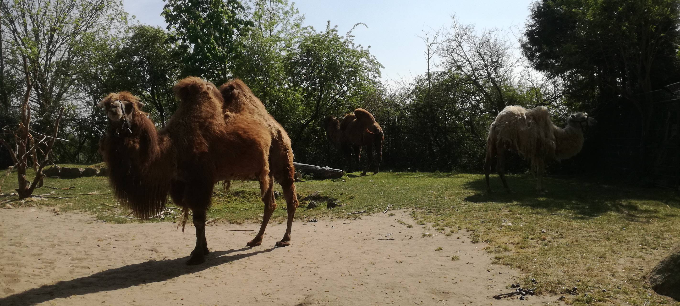 Ein Blick in den Hammer Tierpark