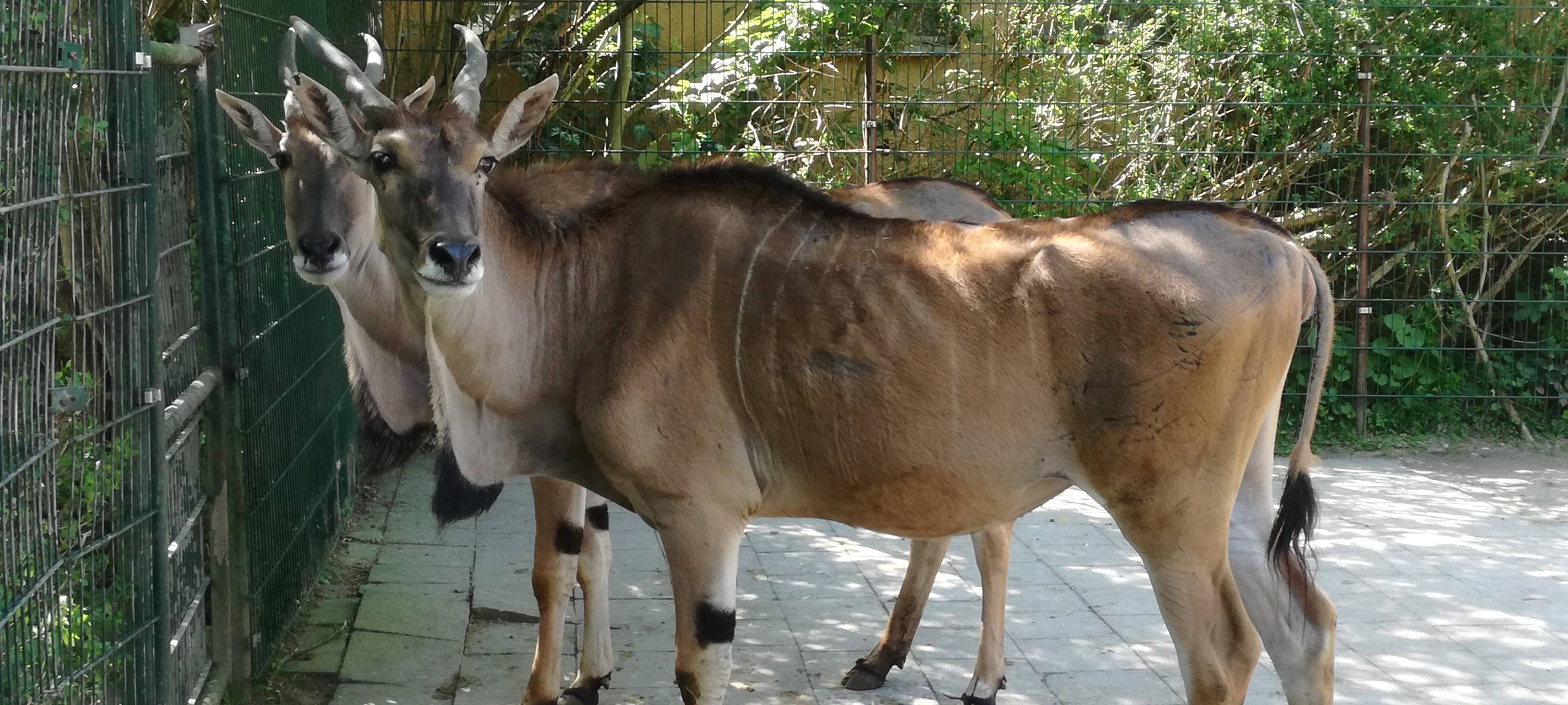 Ein Blick in den Hammer Tierpark
