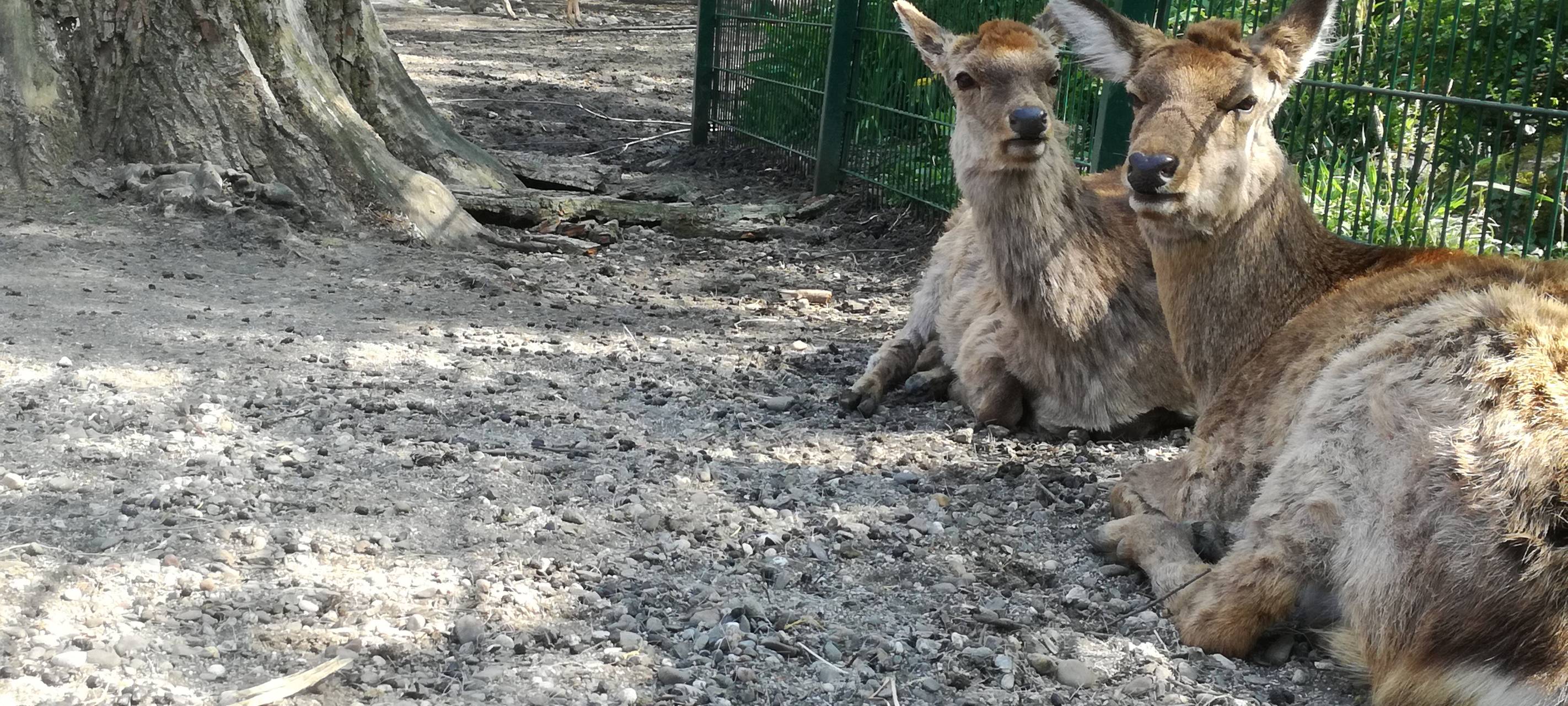 Ein Blick in den Hammer Tierpark