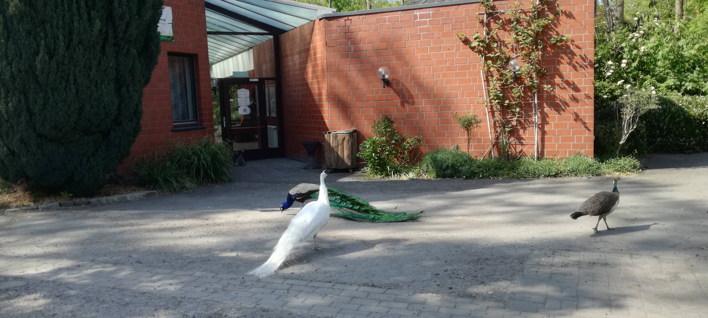 Ein Blick in den Hammer Tierpark
