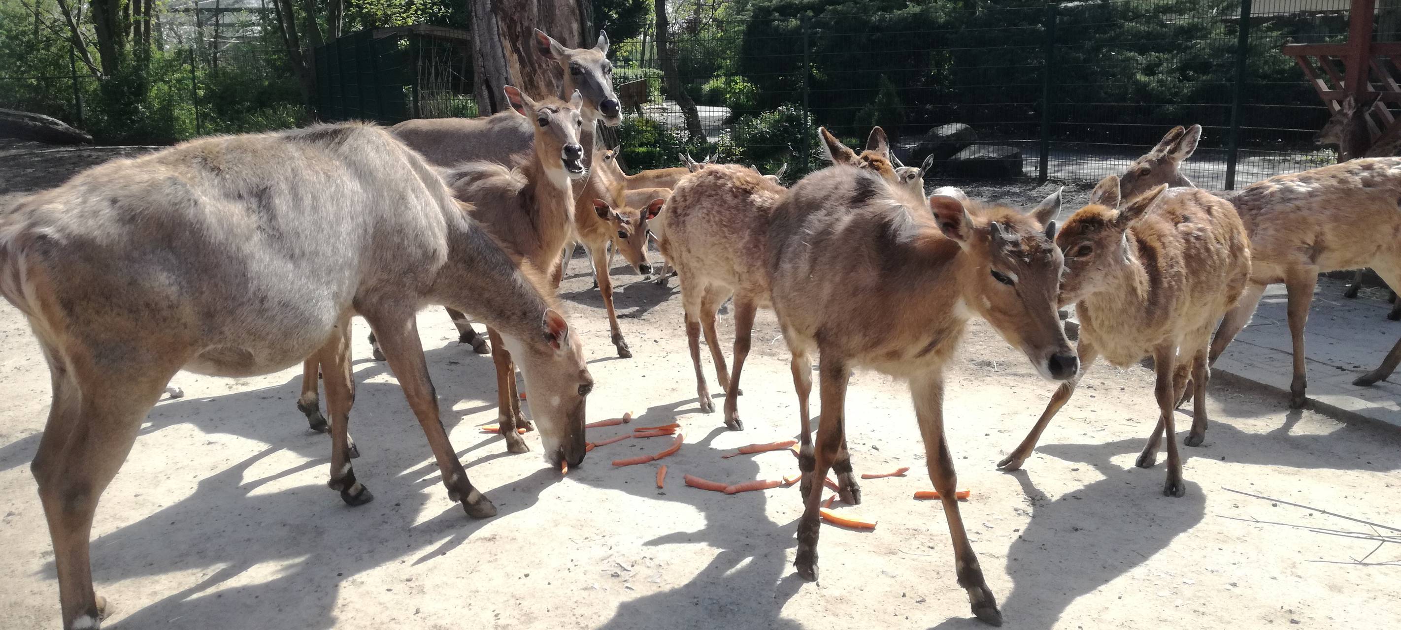 Ein Blick in den Hammer Tierpark