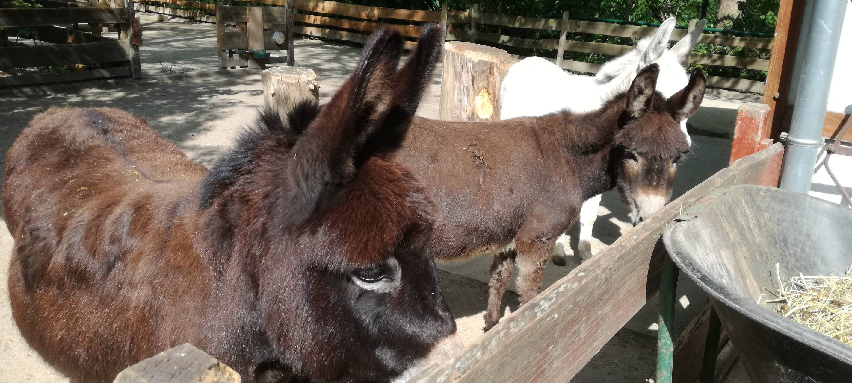 Ein Blick in den Hammer Tierpark
