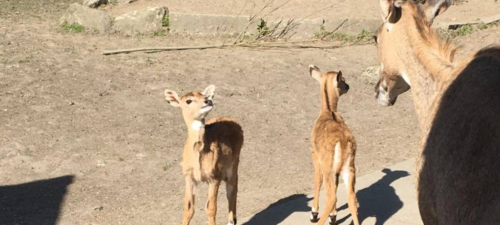 Ein Blick in den Hammer Tierpark