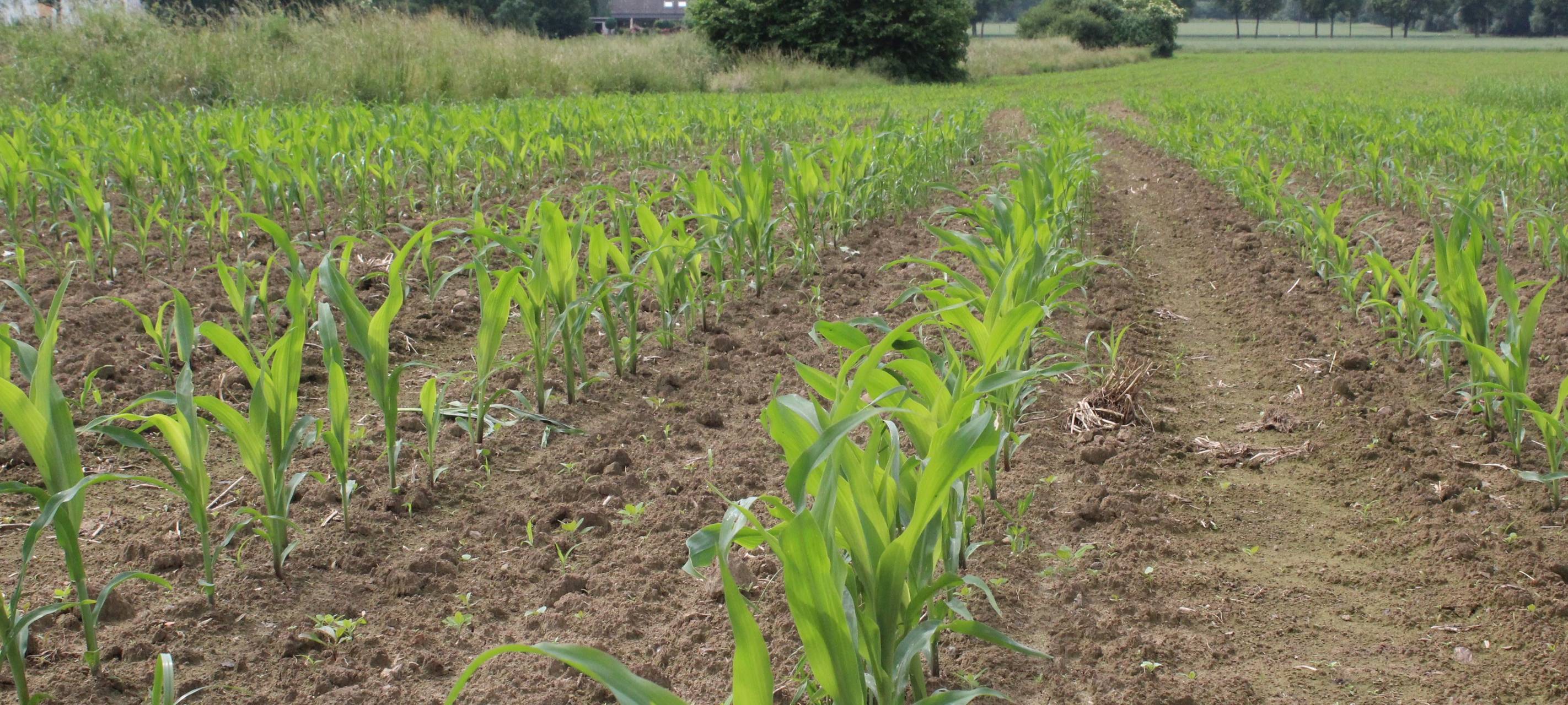 Regen in letzter Sekunde