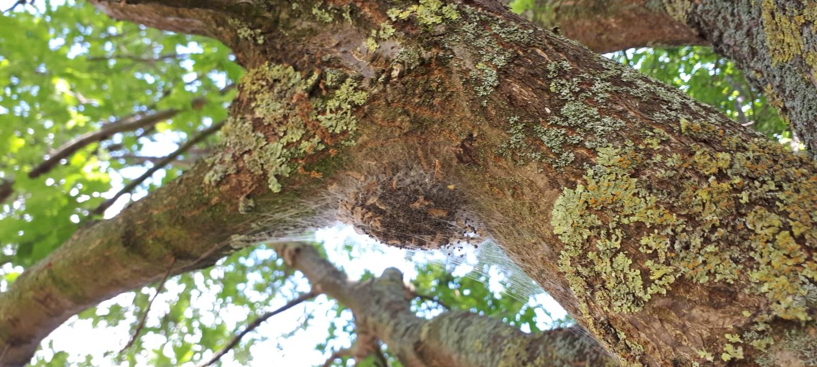 Dieses Jahr sind weniger Spinner in Hamm