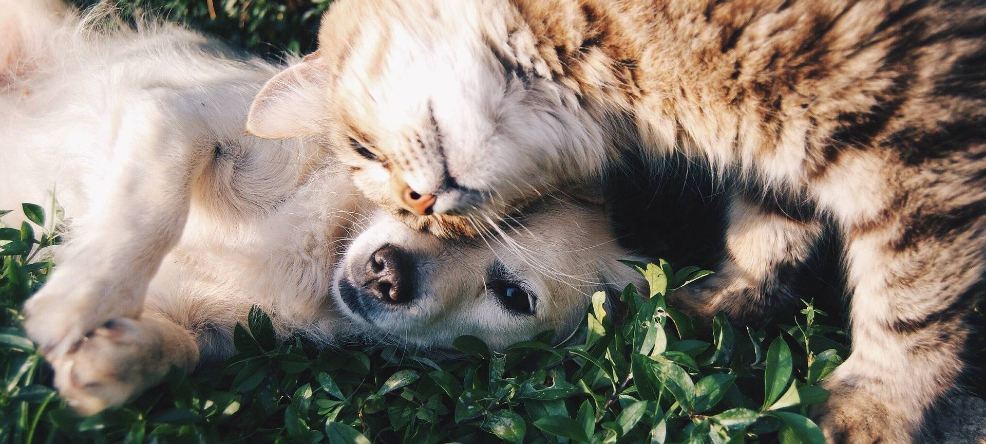 Hunde und Katzen sind schwer gefragt