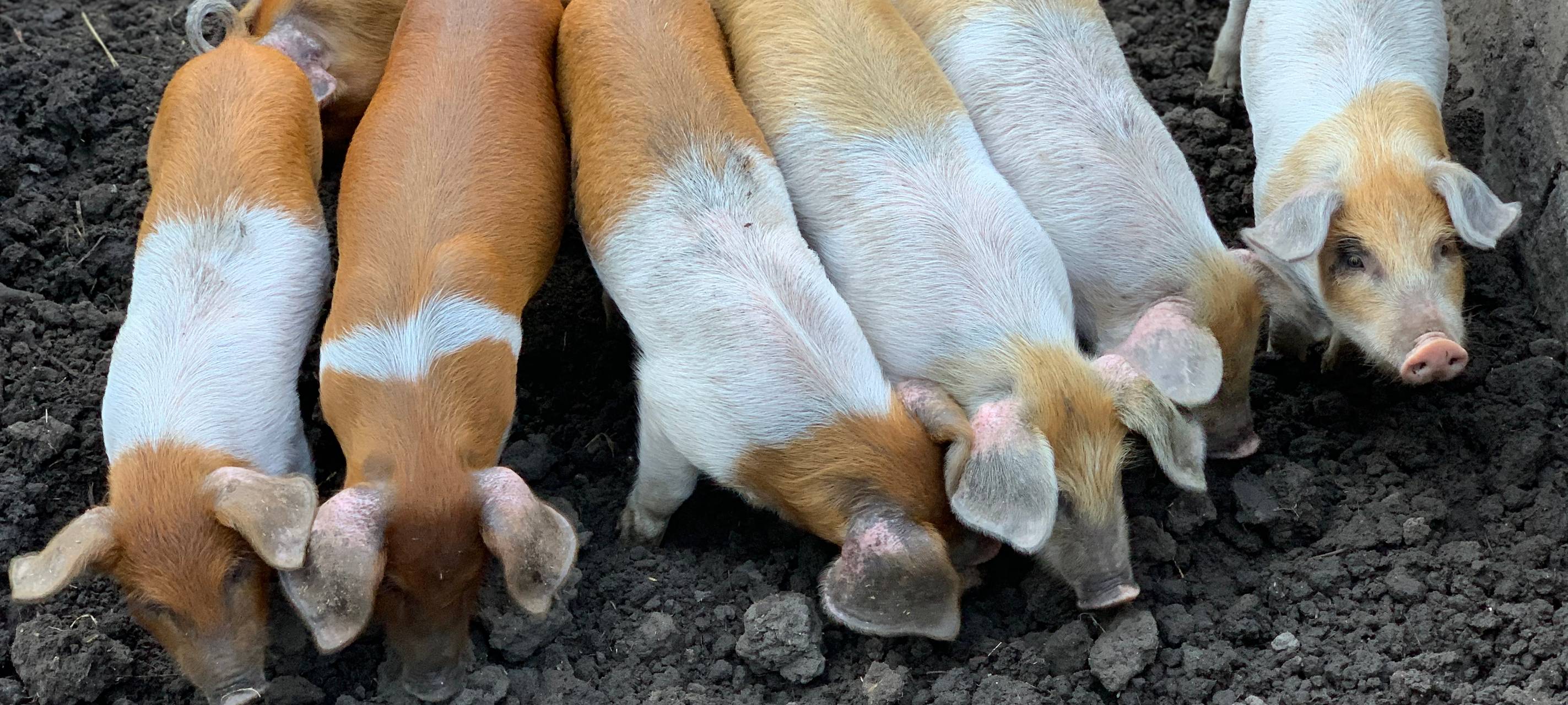 Übernachtung mit Eseln: Sleeperoo im Test