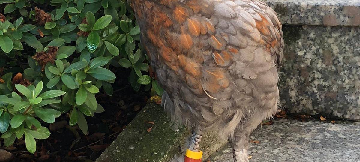 Gefahr von Geflügelpest in Hamm