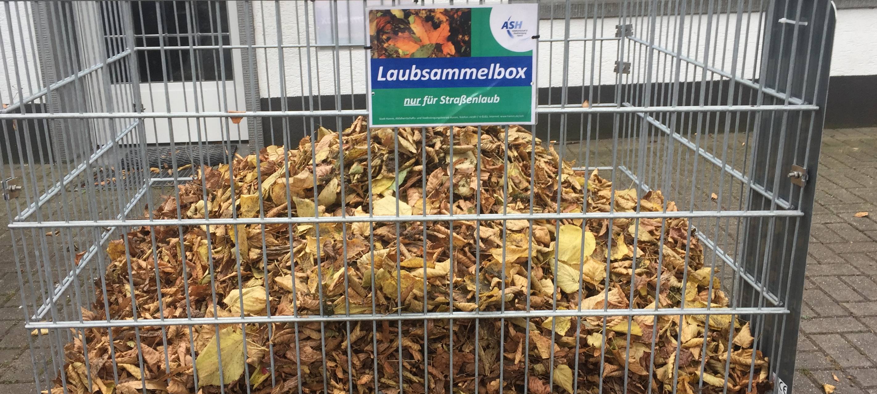 Wohin mit dem Laub von Bäumen in Hamm?