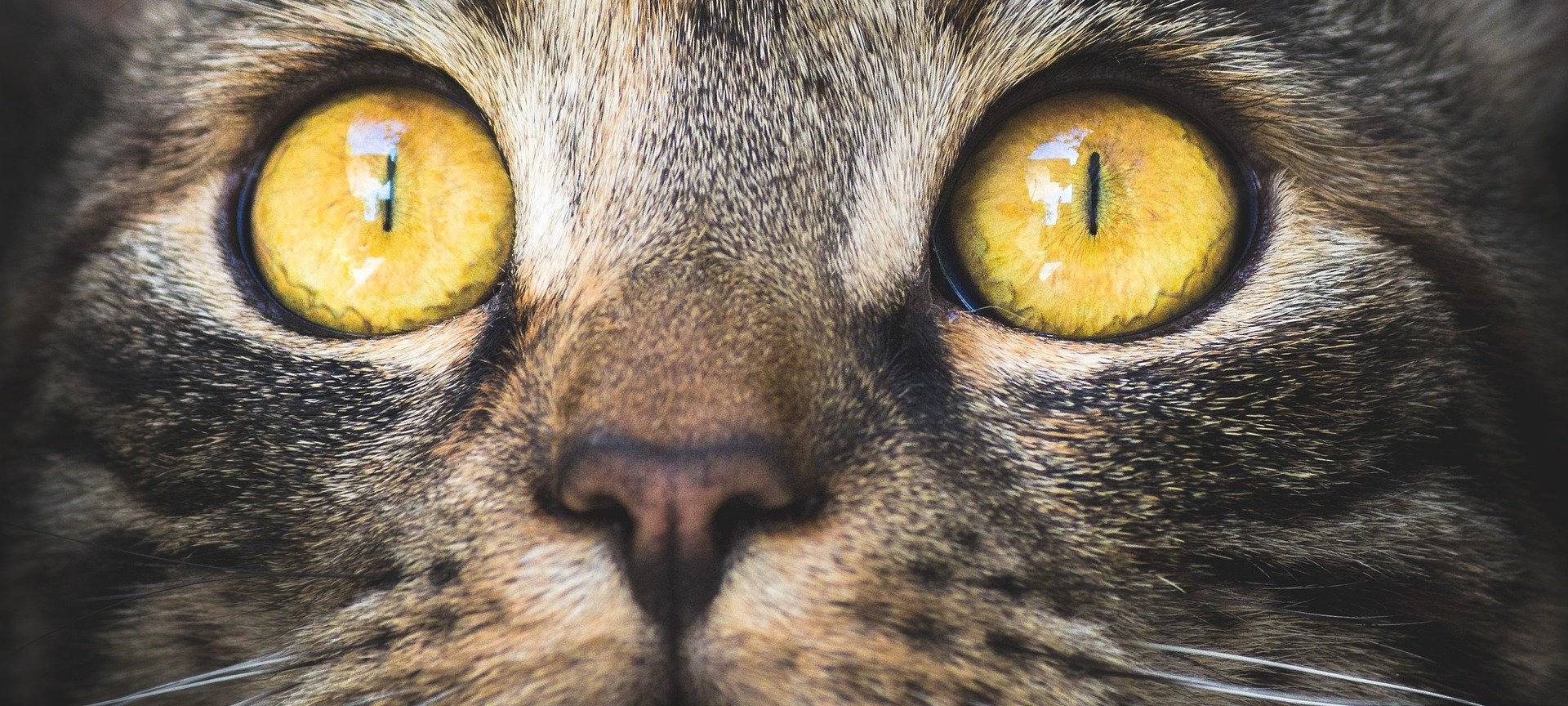 Ampelkoalition will eine Kastrationspflicht für Katzen