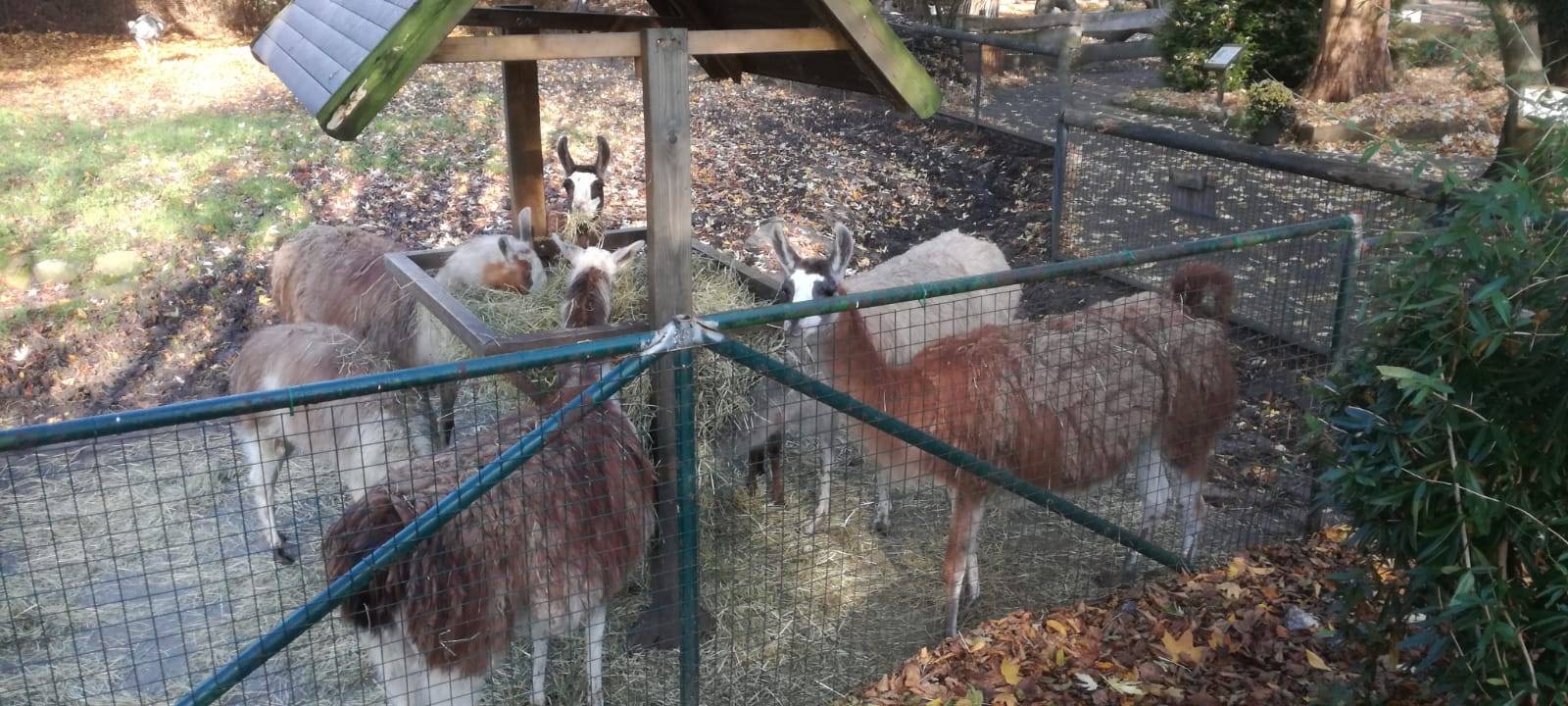 Besuch im Tierpark: Alpakas & Team freuen sich auf euch!