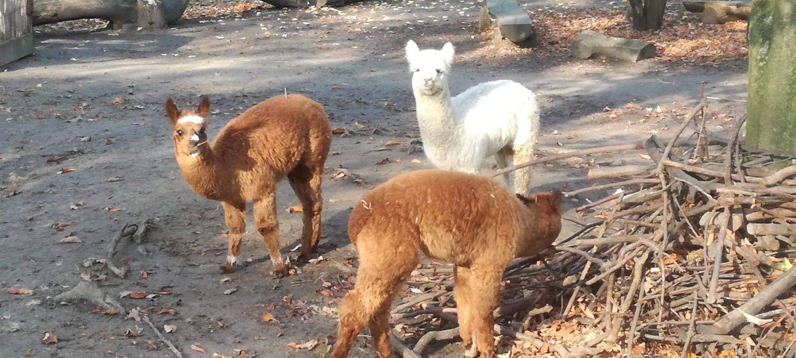 Besuch im Tierpark: Alpakas & Team freuen sich auf euch!