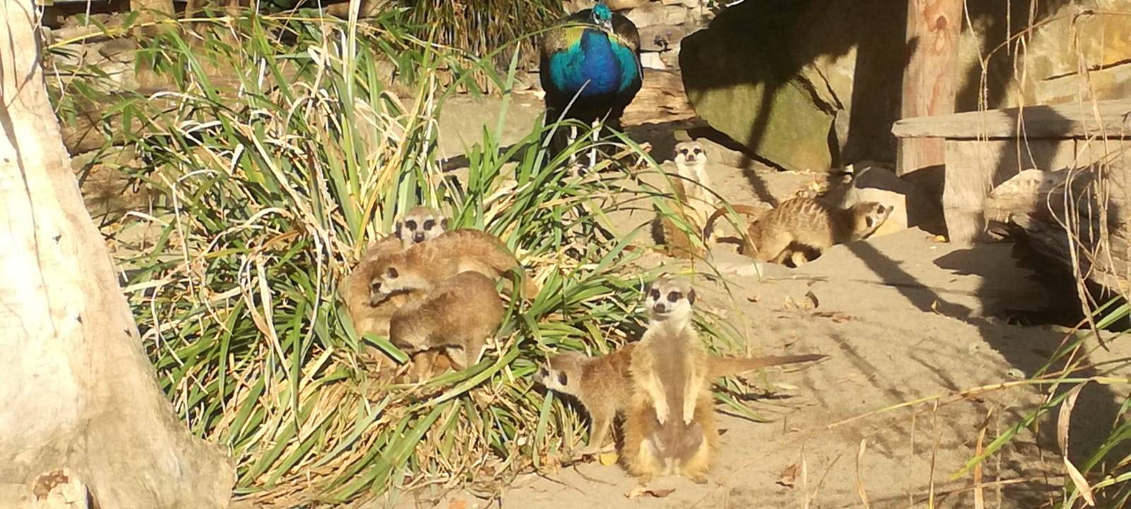 Besuch im Tierpark: Alpakas & Team freuen sich auf euch!
