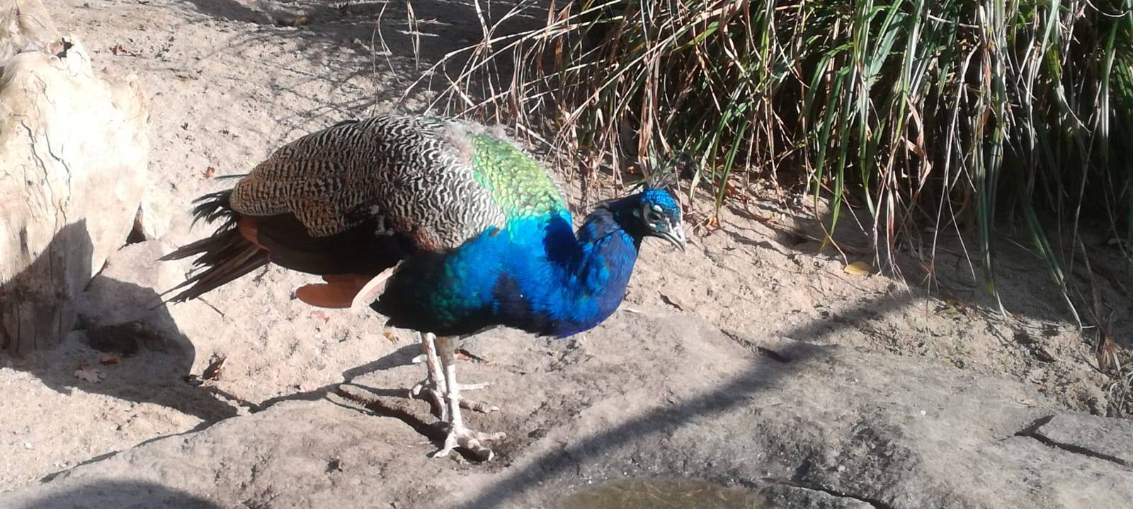 Besuch im Tierpark: Alpakas & Team freuen sich auf euch!