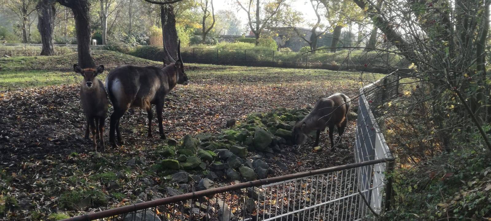 Besuch im Tierpark: Alpakas & Team freuen sich auf euch!