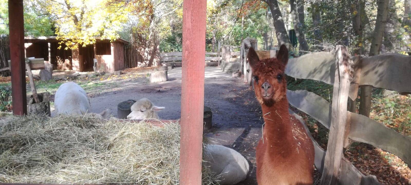 Hammer Tierpark im Lockdown