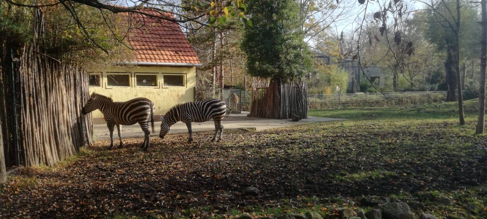 Besuch im Tierpark: Alpakas & Team freuen sich auf euch!