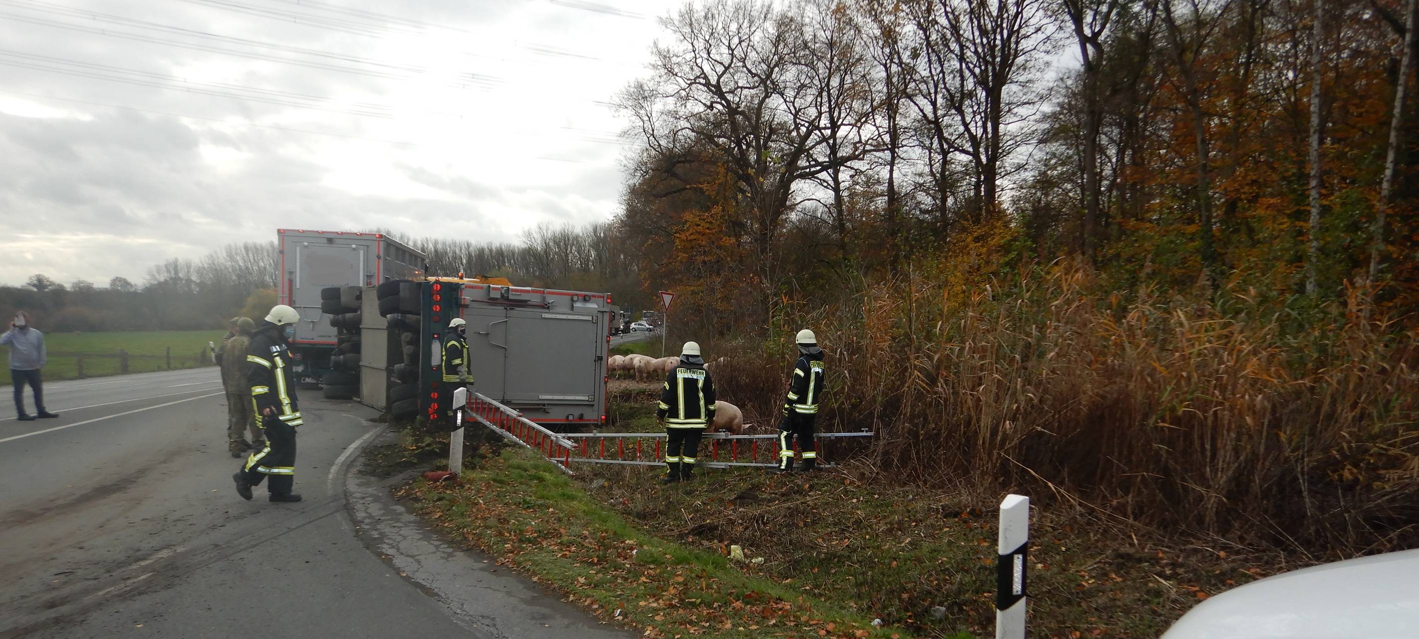 Schweinetransporter umgekippt