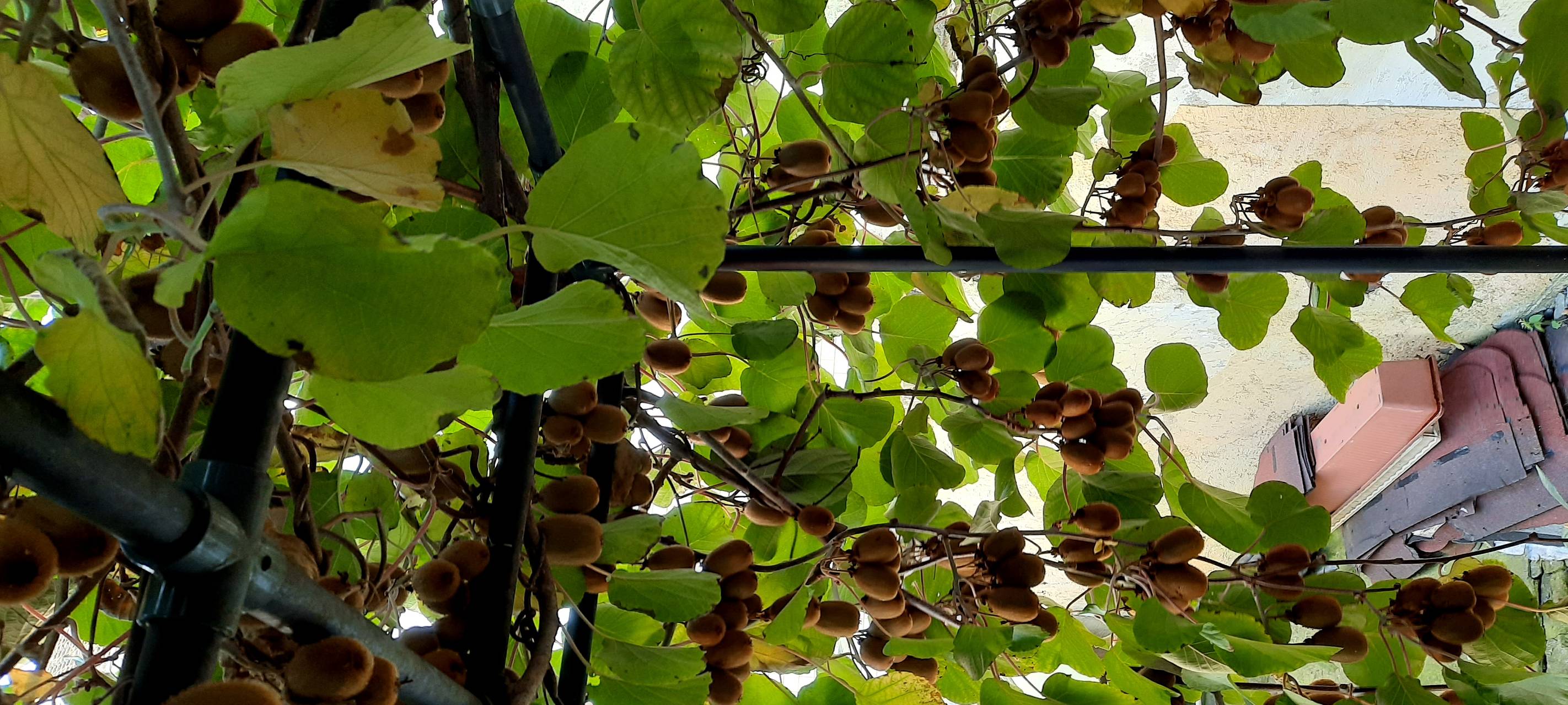 Kiwis in der Hammer Innenstadt geerntet