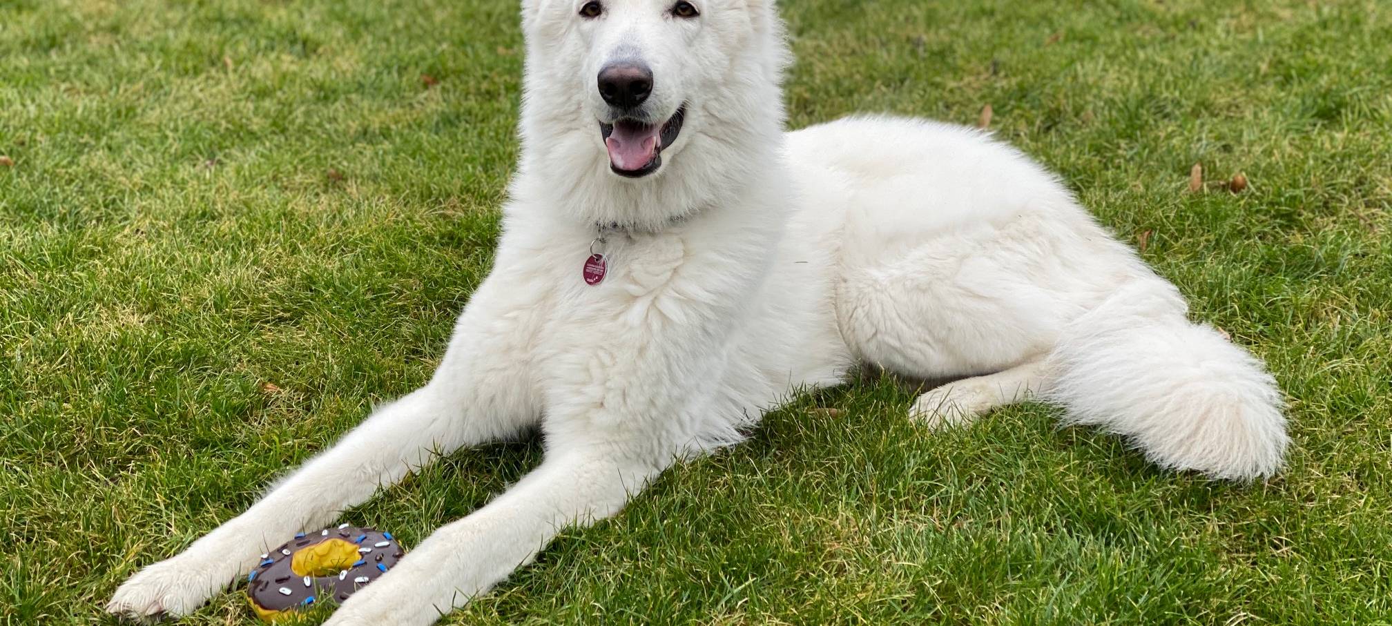 Hundedieb von Besitzerin gestellt und der Polizei übergeben