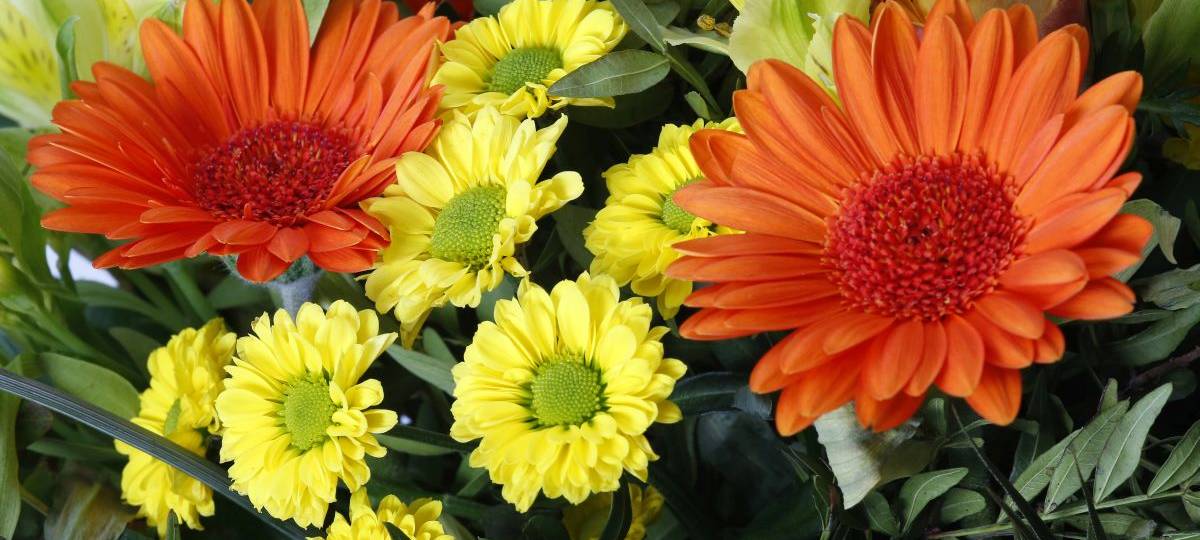 Frauenverbände verschenken Rosen