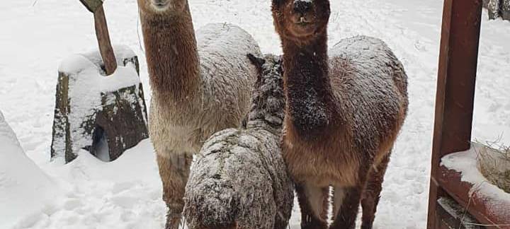 Tierpark Hamm freut sich über neuen Besucherrekord