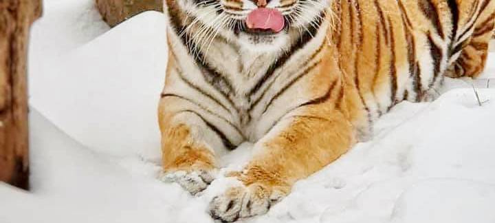 Tierpark wird zum Winter-Wunderland