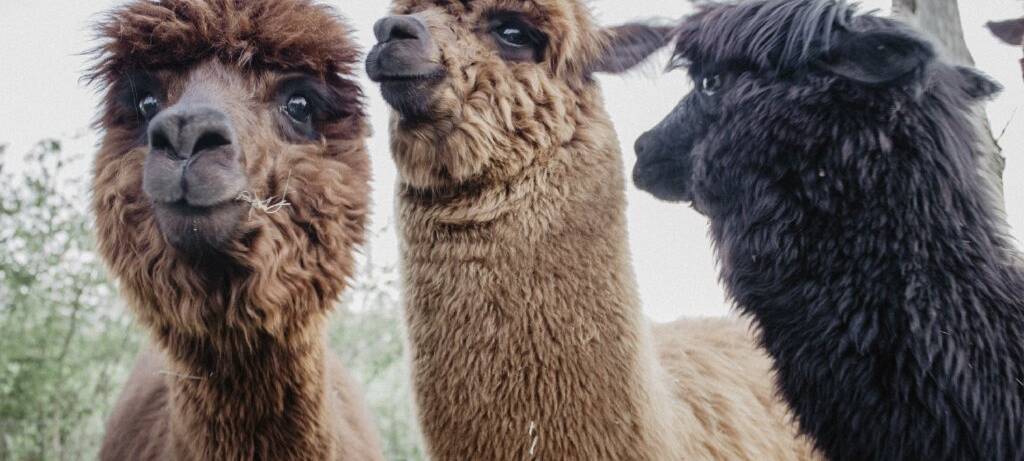 Lust auf eine Wanderung mit Alpakas und Lamas?