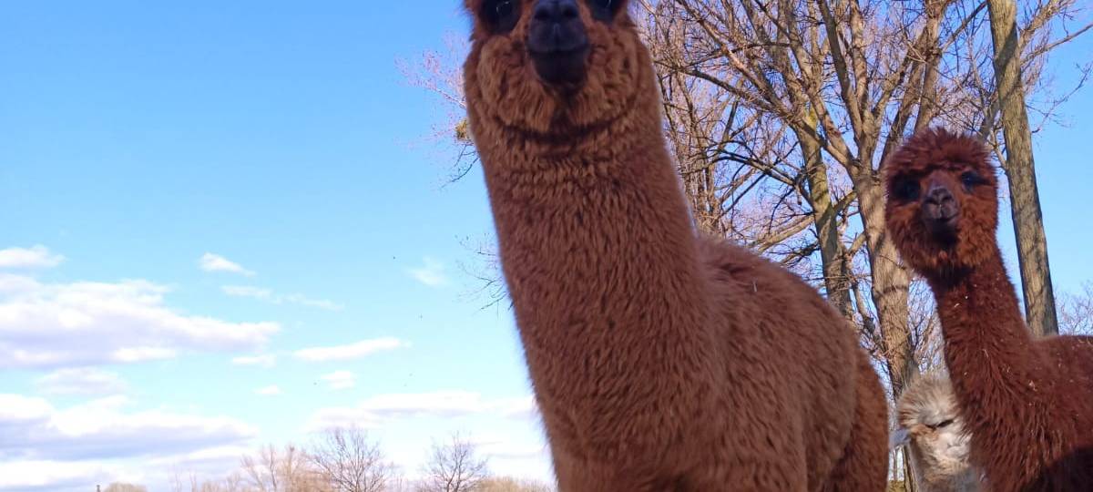 Lust auf eine Wanderung mit Alpakas und Lamas?