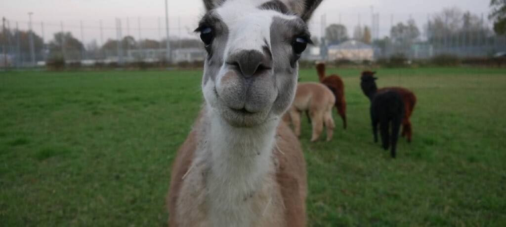 Lust auf eine Wanderung mit Alpakas und Lamas?