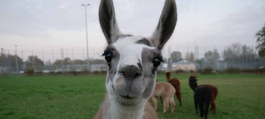 Lust auf eine Wanderung mit Alpakas und Lamas?