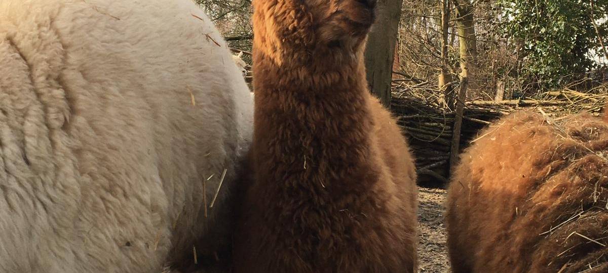 Tierpark-Tickets ab sofort online buchbar