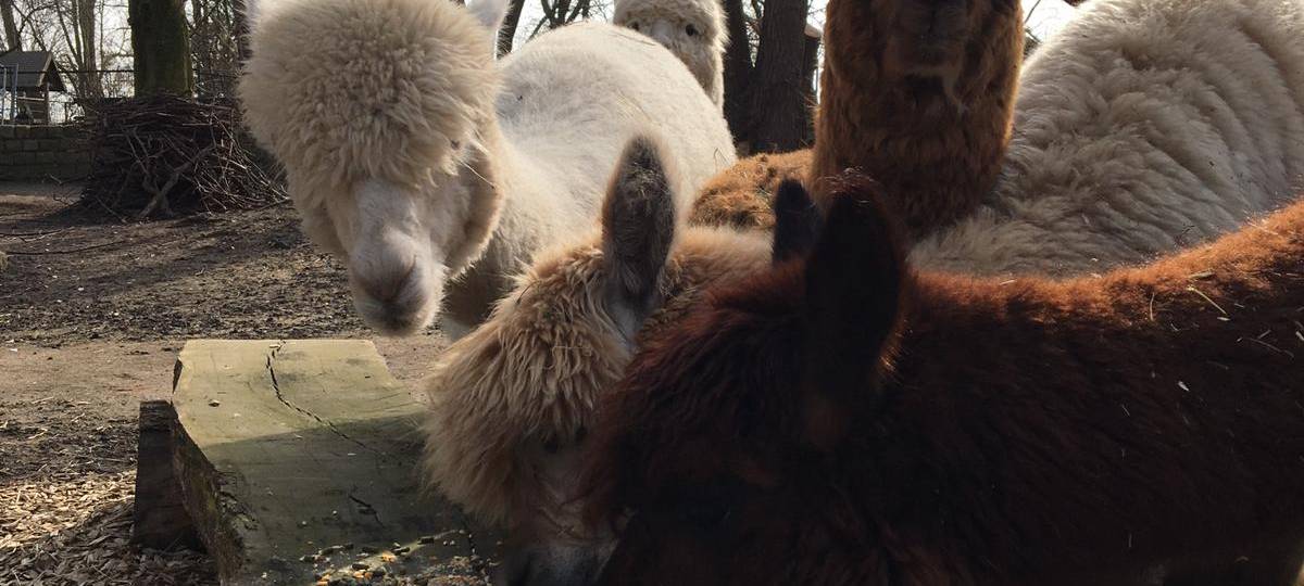 Tierpark-Tickets ab sofort online buchbar