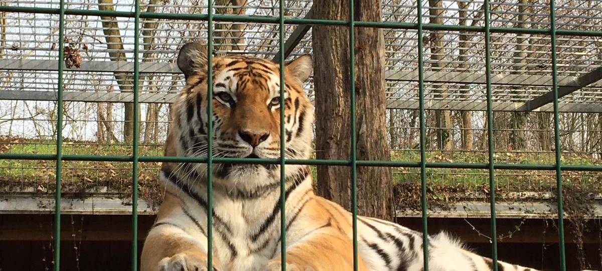 Tierpark-Tickets ab sofort online buchbar