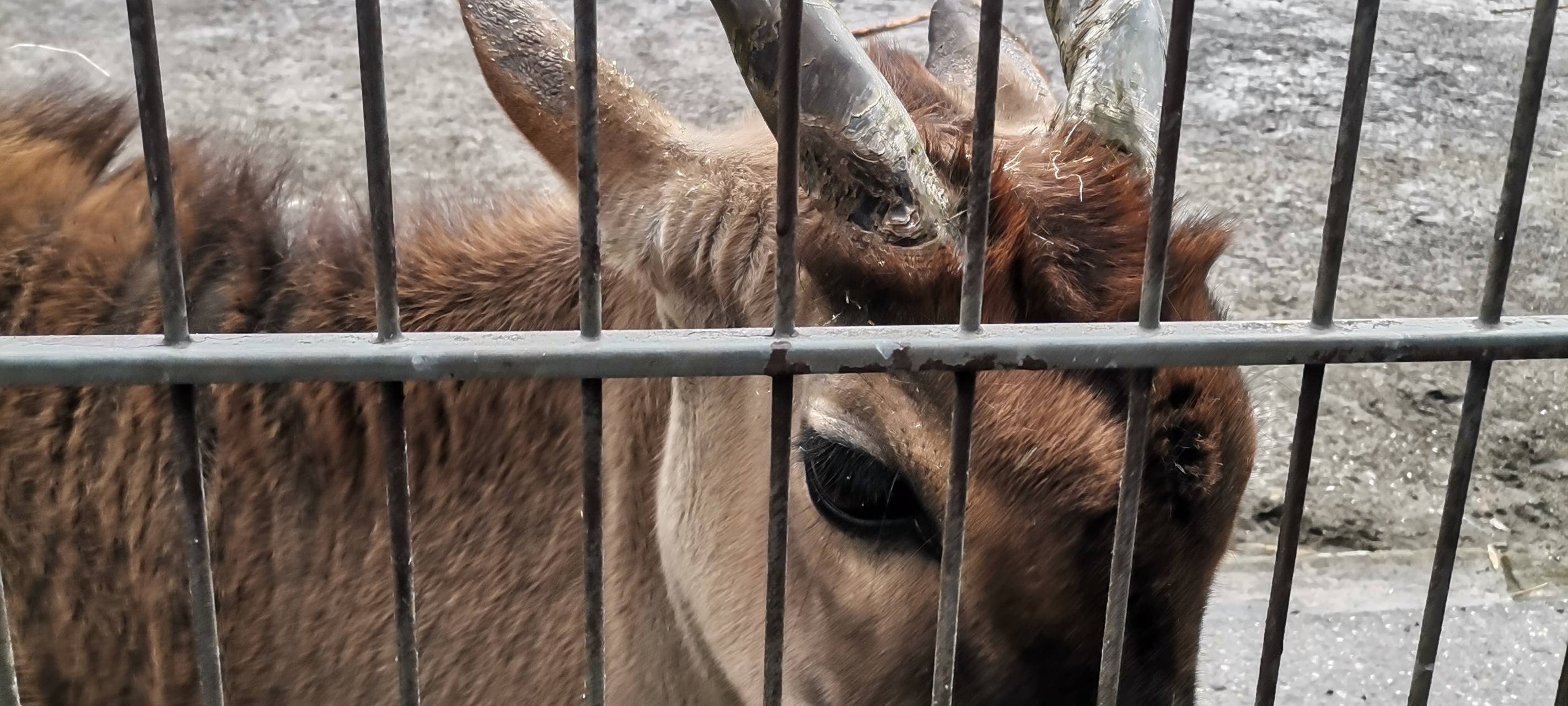 Tierpark-Tickets ab sofort online buchbar