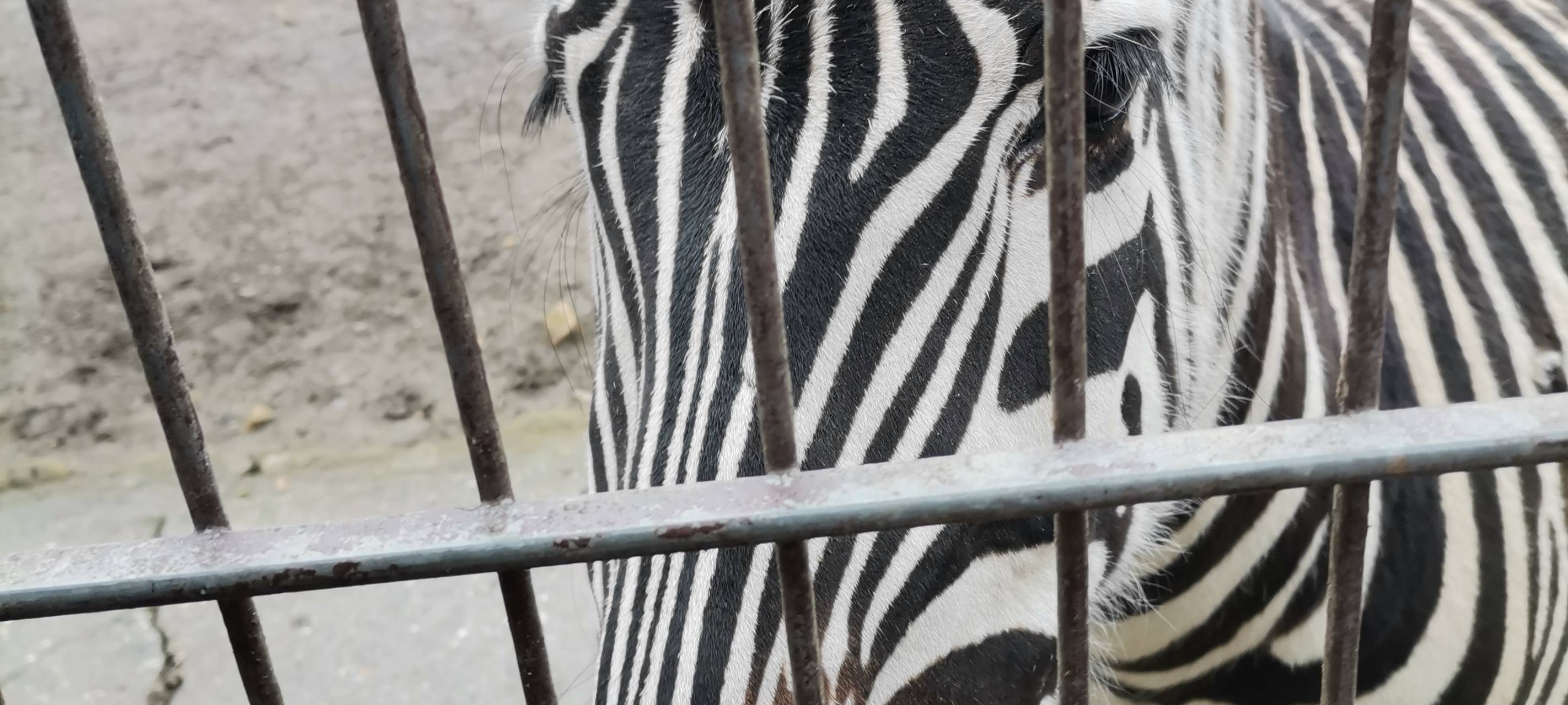 Tierpark-Tickets ab sofort online buchbar